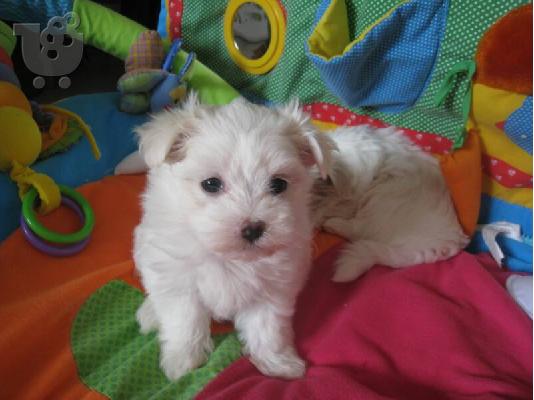 PoulaTo: Tiny Show Kennel Club Καν. Κουτάβια
